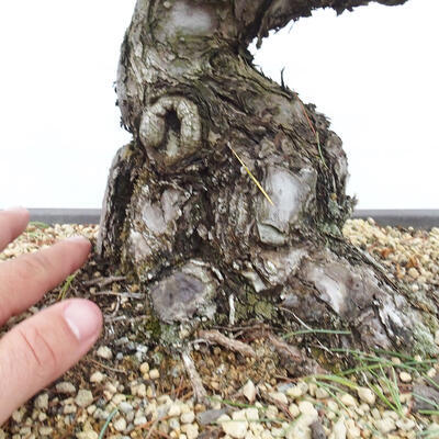 Vonkajšie bonsai - Pinus parviflora - Borovica drobnokvetá - 5