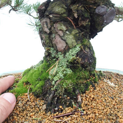 Vonkajšie bonsai - Pinus parviflora - Borovica drobnokvetá - 5