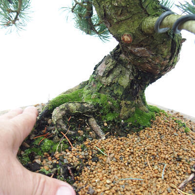 Vonkajšie bonsai - Pinus parviflora - Borovica drobnokvetá - 5