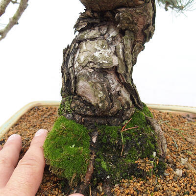 Vonkajšie bonsai - Pinus parviflora - Borovica drobnokvetá - 5