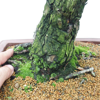 Vonkajšie bonsai - Pinus parviflora - Borovica drobnokvetá - 5