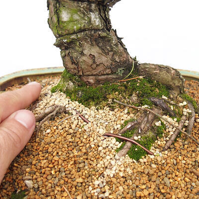 Vonkajšie bonsai - Pinus parviflora - Borovica drobnokvetá - 5