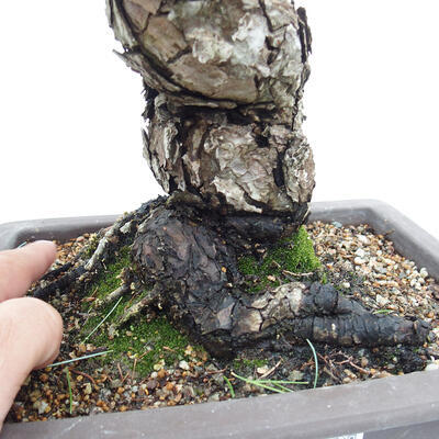 Vonkajšie bonsai - Pinus parviflora - Borovica drobnokvetá - 5