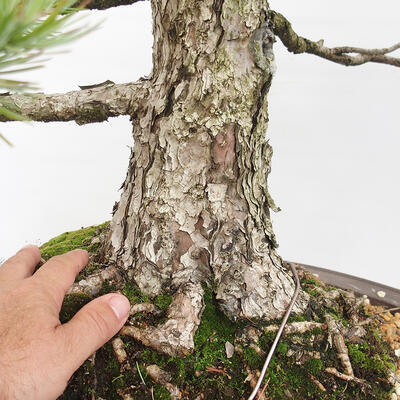 Vonkajšie bonsai - Pinus parviflora - Borovica drobnokvetá - 5