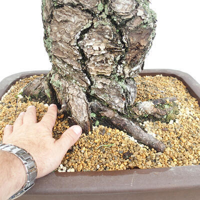 Vonkajšie bonsai - Pinus parviflora - Borovica drobnokvetá - 5