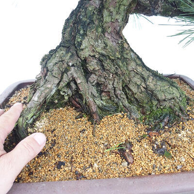 Vonkajšie bonsai - Pinus thunbergii - Borovica thunbergova - 5