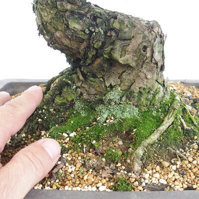 Vonkajšie bonsai - Pinus thunbergii - Borovica thunbergova - 5