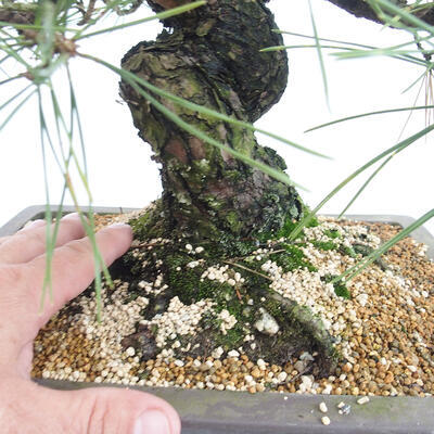 Vonkajšie bonsai - Pinus thunbergii - Borovica thunbergova - 5