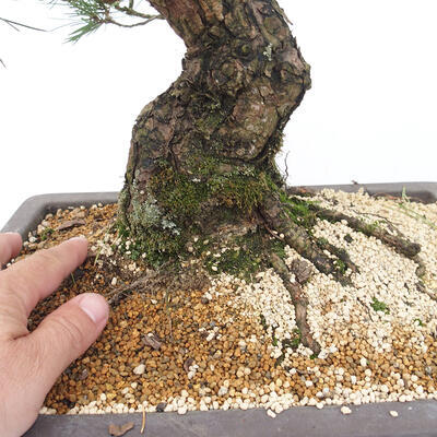 Vonkajšie bonsai - Pinus thunbergii - Borovica thunbergova - 5