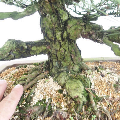 Vonkajšie bonsai - Pinus thunbergii - Borovica thunbergova - 5