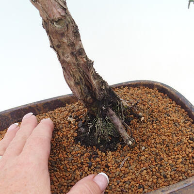 Vonkajšie bonsai - Juniperus chinensis Kishu -Jalovec čínsky - 5