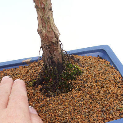 Vonkajšie bonsai - Juniperus chinensis Kishu -Jalovec čínsky - 5