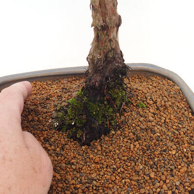 Vonkajšie bonsai - Juniperus chinensis Kishu -Jalovec čínsky - 5