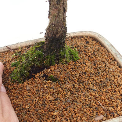 Vonkajšie bonsai - Juniperus chinensis Kishu -Jalovec čínsky - 5