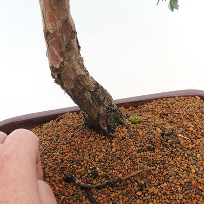 Vonkajšie bonsai - Juniperus chinensis Kishu -Jalovec čínsky - 5