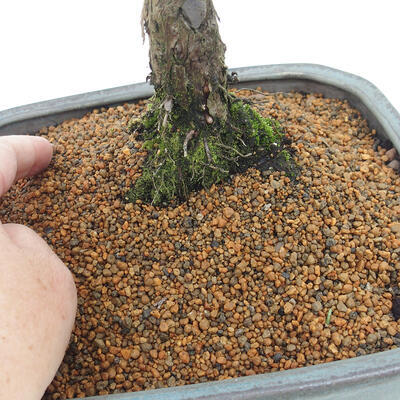 Vonkajšie bonsai - Juniperus chinensis Kishu -Jalovec čínsky - 5