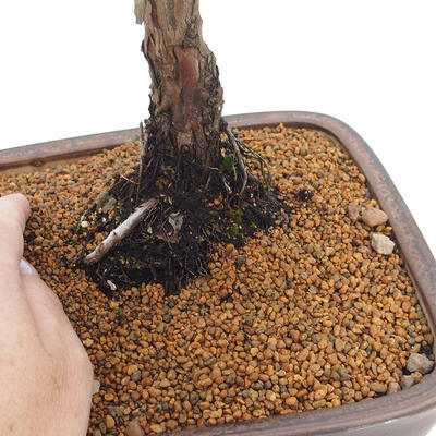 Vonkajšie bonsai - Juniperus chinensis Kishu -Jalovec čínsky - 5