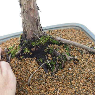 Vonkajšie bonsai - Juniperus chinensis Kishu -Jalovec čínsky - 5