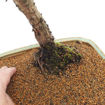 Vonkajšie bonsai - Juniperus chinensis Kishu -Jalovec čínsky - 5