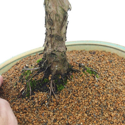 Vonkajšie bonsai - Juniperus chinensis Kishu -Jalovec čínsky - 5