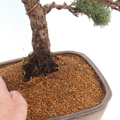 Vonkajšie bonsai - Juniperus chinensis Kishu -Jalovec čínsky - 5