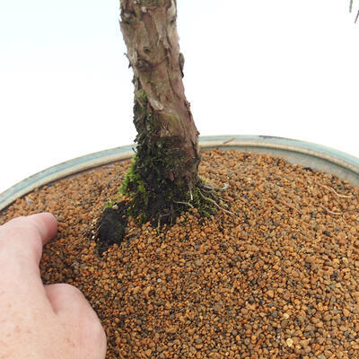 Vonkajšie bonsai - Juniperus chinensis Kishu -Jalovec čínsky - 5