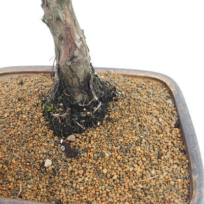 Vonkajšie bonsai - Juniperus chinensis Kishu -Jalovec čínsky - 5