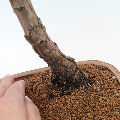 Vonkajšie bonsai - Juniperus chinensis Kishu -Jalovec čínsky - 5