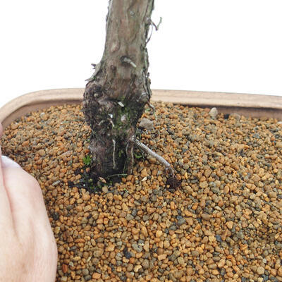 Vonkajšie bonsai - Juniperus chinensis Kishu -Jalovec čínsky - 5