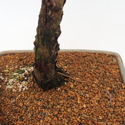 Vonkajšie bonsai - Juniperus chinensis Kishu -Jalovec čínsky - 5