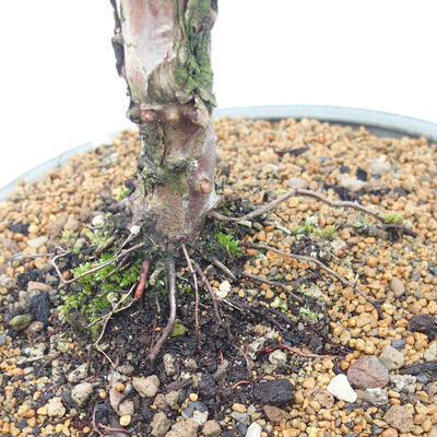 Vonkajšie bonsai - Juniperus chinensis Kishu -Jalovec čínsky - 5