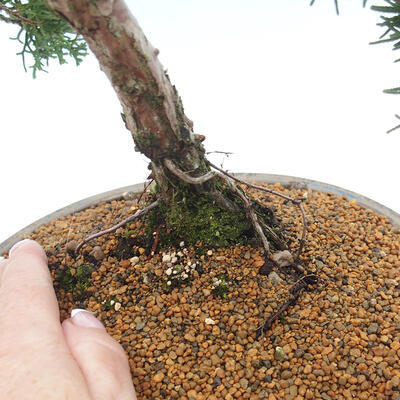 Vonkajšie bonsai - Juniperus chinensis Kishu -Jalovec čínsky - 5