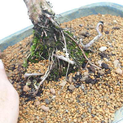 Vonkajšie bonsai - Juniperus chinensis Kishu -Jalovec čínsky - 5