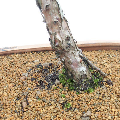 Vonkajšie bonsai - Juniperus chinensis Kishu -Jalovec čínsky - 5