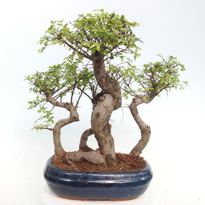 Izbová bonsai - Ulmus parvifolia - Malolistý brest - 5