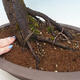 Vonkajší bonsai - Prunus spinosa - trnka - 5/6