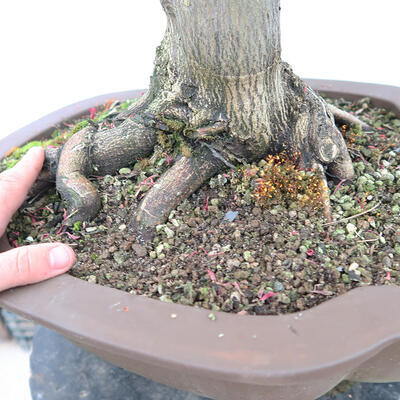 Vonkajší bonsai - Javor dlanitolistý - Acer palmatum - LEN PALETOVÁ PREPRAVA - 5