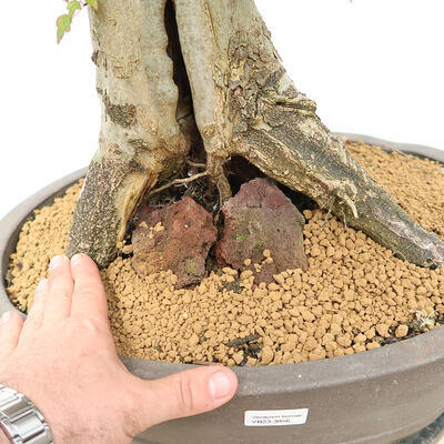 Vonkajší bonsai - Javor Burgerov - Acer Burgerianum - LEN PALETOVÁ PREPRAVA - 5