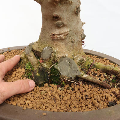 Vonkajší bonsai - Javor Burgerov - Acer Burgerianum - LEN PALETOVÁ PREPRAVA - 5