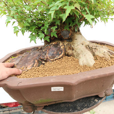 Vonkajší bonsai - Javor Burgerov - Acer Burgerianum - LEN PALETOVÁ PREPRAVA - 5