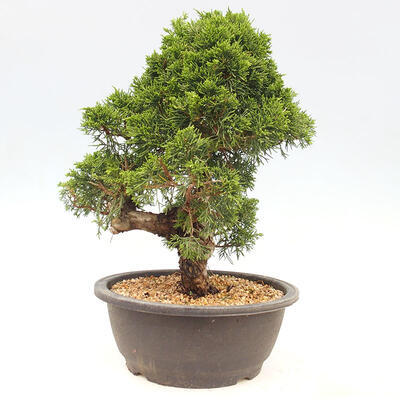 Vonkajšie bonsai - Juniperus chinensis Itoigawa-Jalovec čínsky - 5