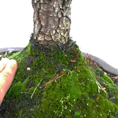 Vonkajší bonsai-Ulmus Glabra-Jílm tuhý - 5