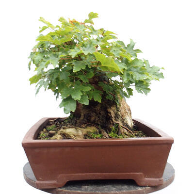 Vonkajší bonsai -Javor babyka - Acer campestre - 5