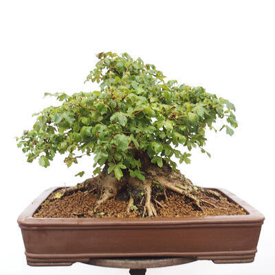 Vonkajší bonsai -Javor babyka - Acer campestre - 5