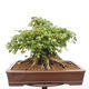 Vonkajší bonsai -Javor babyka - Acer campestre - 5/6