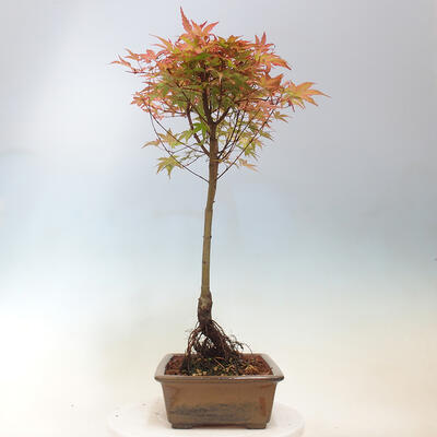 Javor dlanitolistý - Acer palmatum Beni Tsukasa - 5