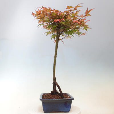 Javor dlanitolistý - Acer palmatum Beni Tsukasa - 5