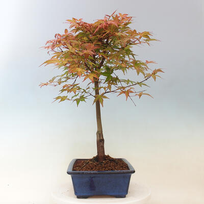 Javor dlanitolistý - Acer palmatum Beni Tsukasa - 5