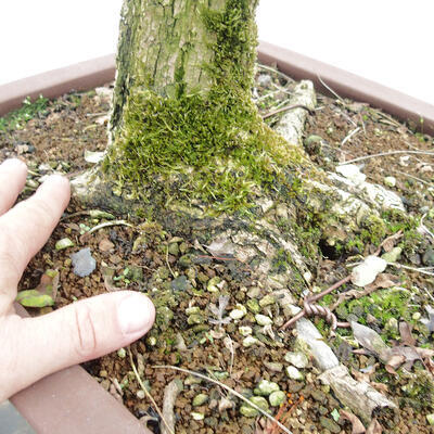 Vonkajšie bonsai - Agát - Robinia pseudoacacia - 5