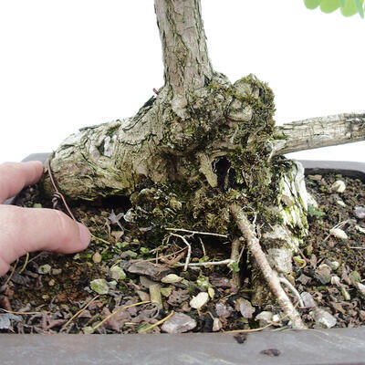 Vonkajšie bonsai - Agát - Robinia pseudoacacia - 5